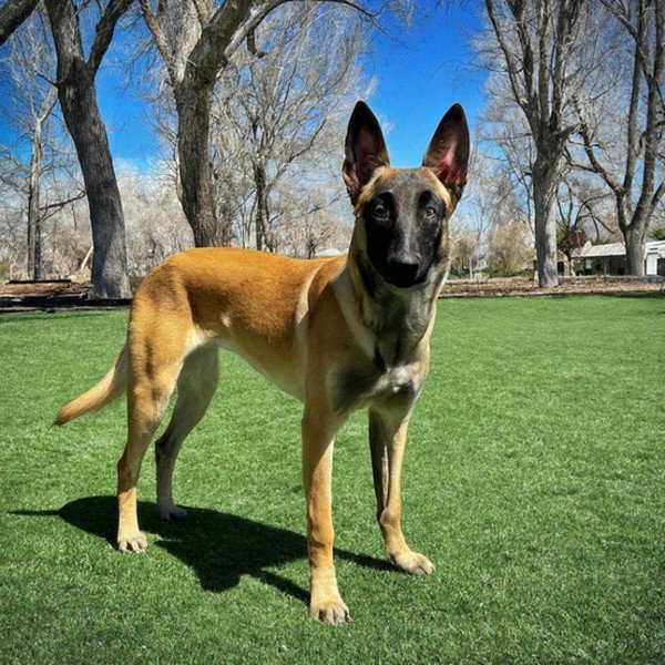 belgian malinois in Reno, Nevada