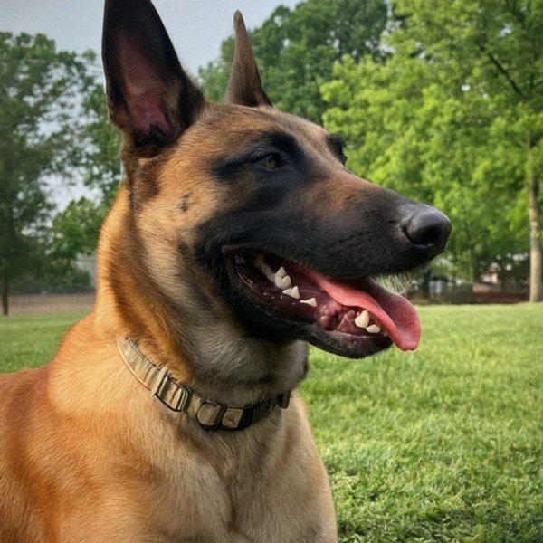 belgian malinois in Richmond, Virginia