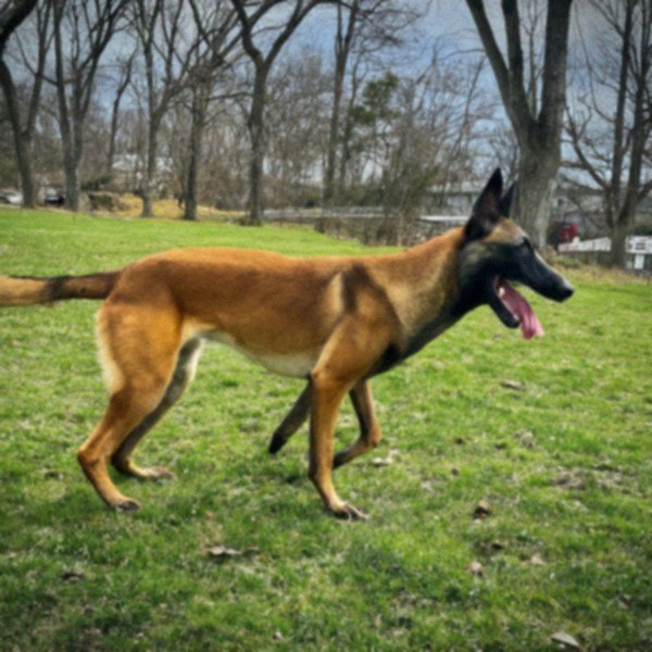 belgian malinois in Rochester, New York