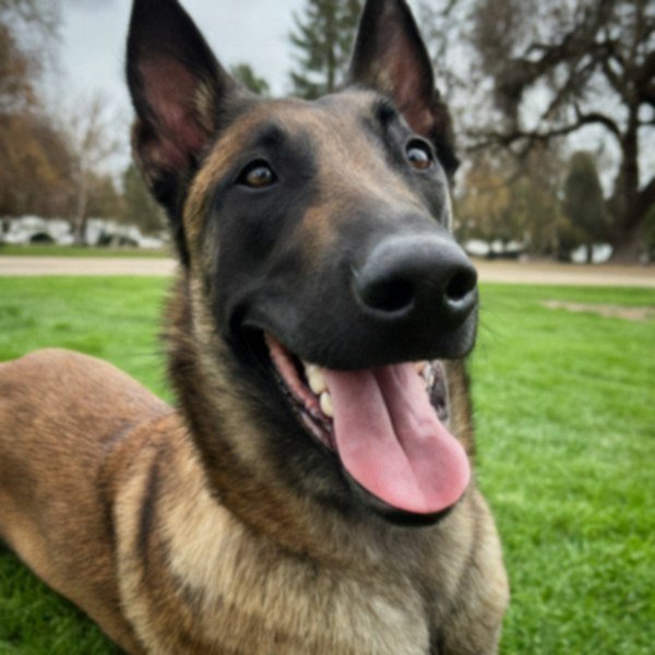 belgian malinois in Sacramento, California