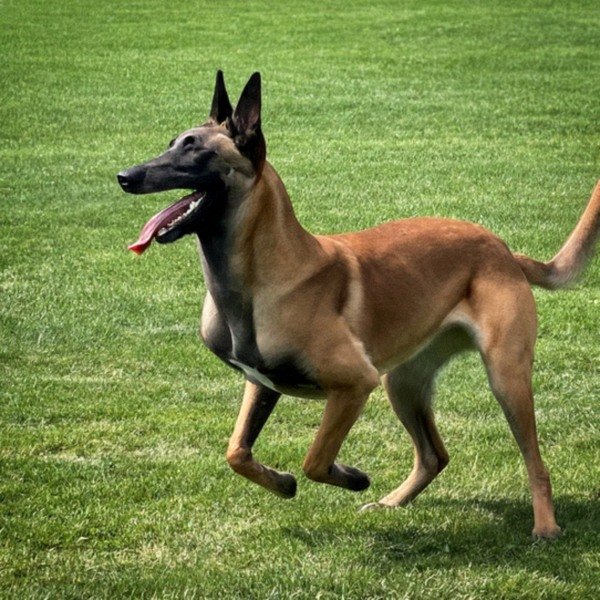 belgian malinois in Saint Paul, Minnesota