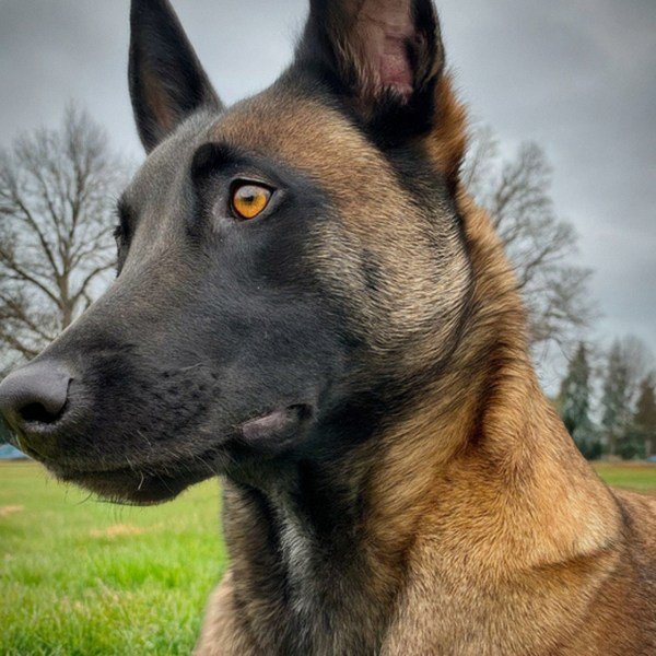 belgian malinois in Salem, Oregon