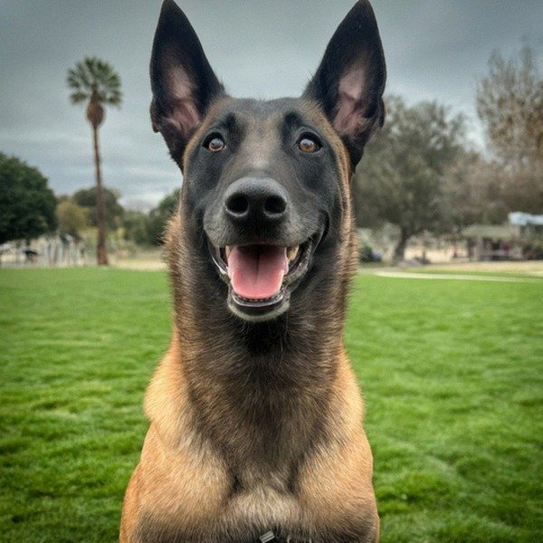belgian malinois in Salinas, California