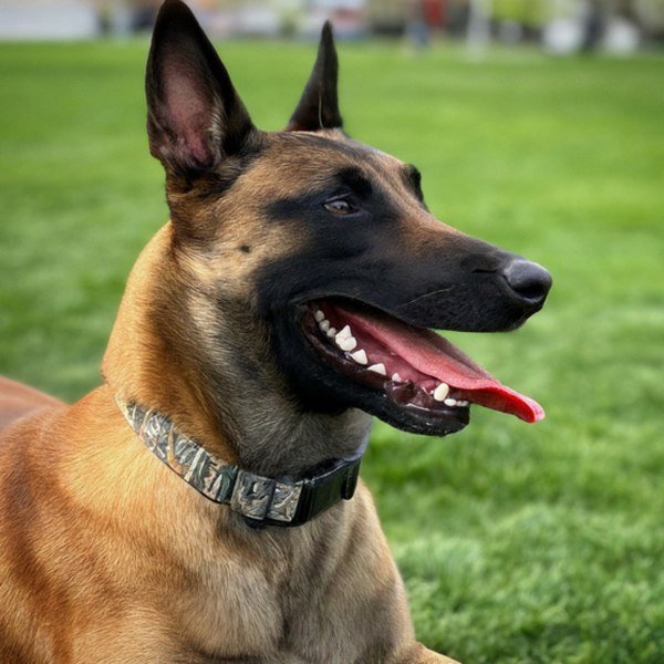 belgian malinois in Salt Lake City, Utah