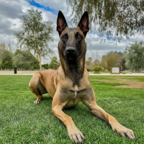 belgian malinois in San Bernardino, California