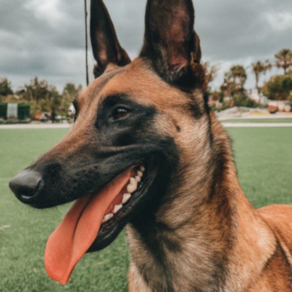 belgian malinois in Santa Ana, California