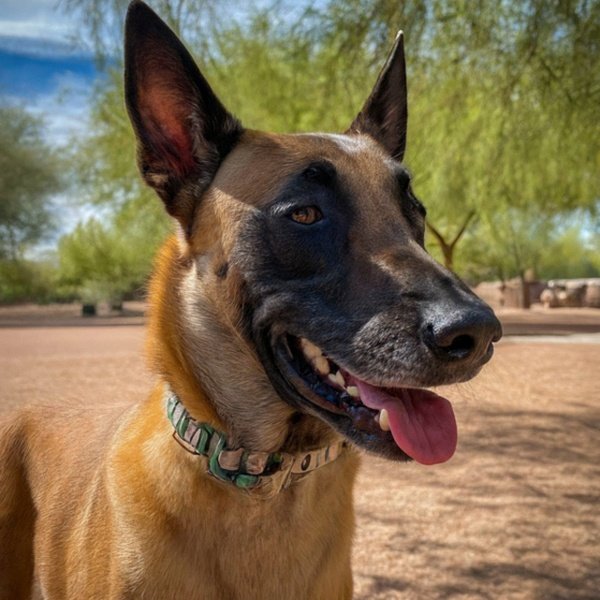 belgian malinois in Scottsdale, Arizona