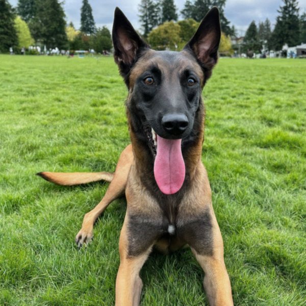 belgian malinois in Seattle, Washington