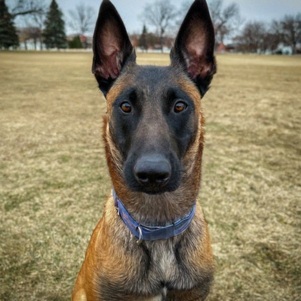 belgian malinois in Sioux Falls, South Dakota