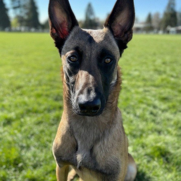 belgian malinois in Spokane, Washington