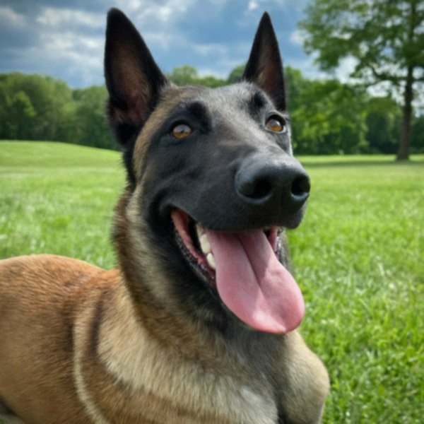 belgian malinois in Springfield, Massachusetts