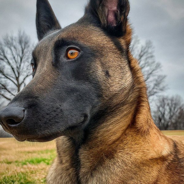 belgian malinois in St. Louis, Missouri