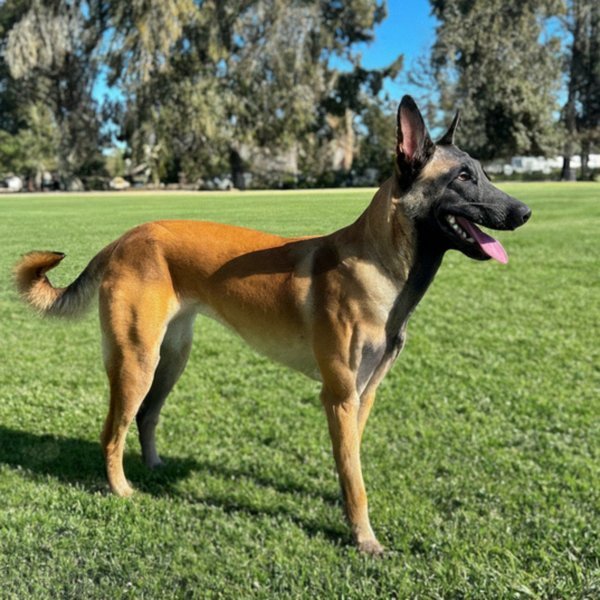 belgian malinois in Stockton, California
