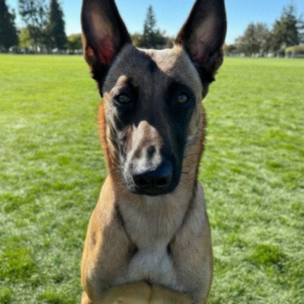 belgian malinois in Sunnyvale, California