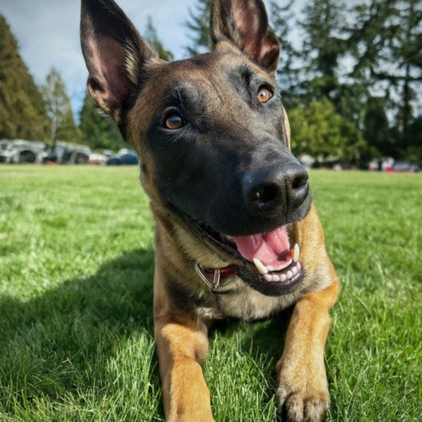 belgian malinois in Tacoma, Washington