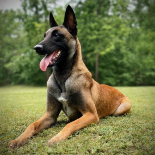 belgian malinois in Toledo, Ohio