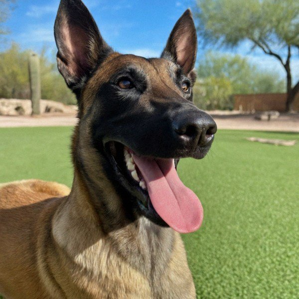 belgian malinois in Tucson, Arizona