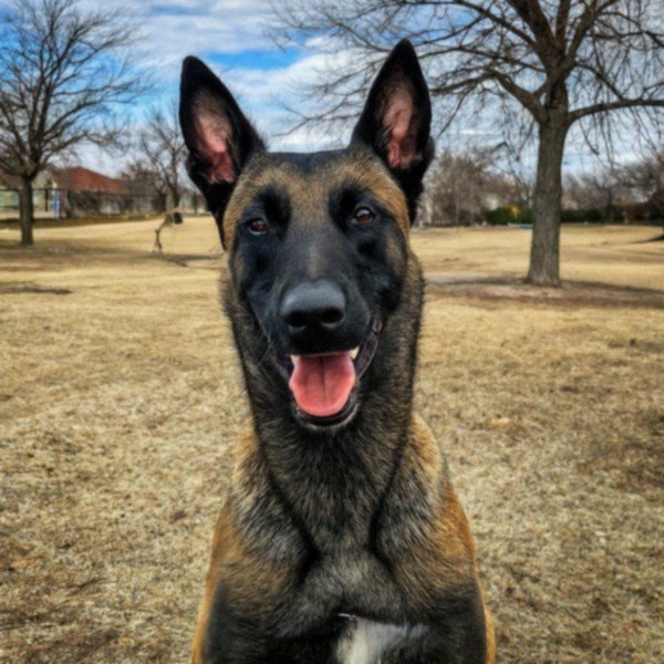belgian malinois in Wichita, Kansas