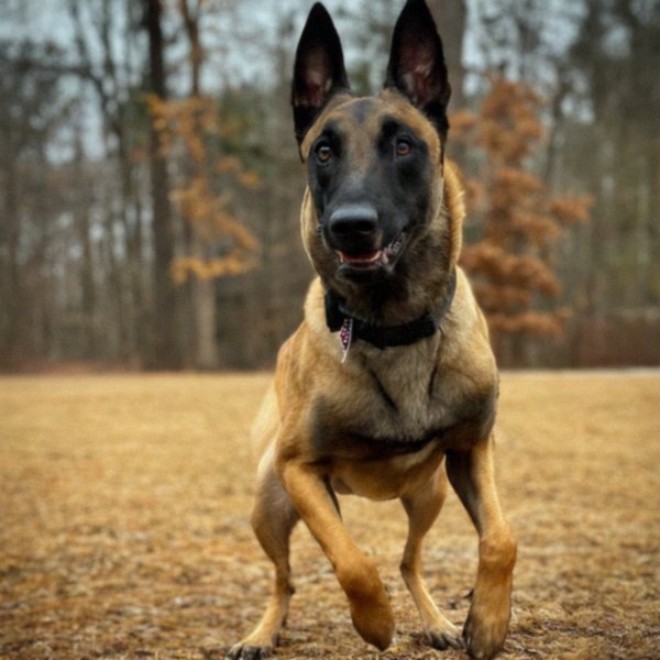 belgian malinois in Winston–Salem, North Carolina