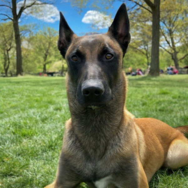 belgian malinois in Yonkers, New York