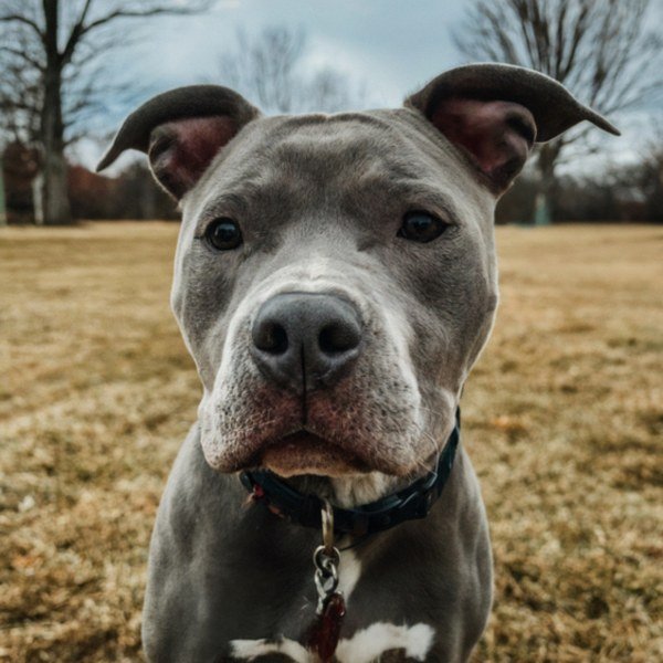 blue nose pitbull in Akron, Ohio