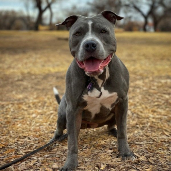 blue nose pitbull in Albuquerque, New Mexico