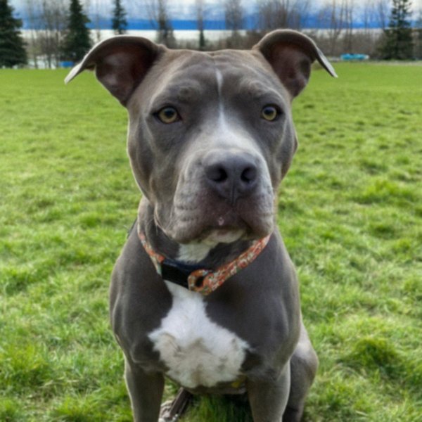 blue nose pitbull in Anchorage, Alaska