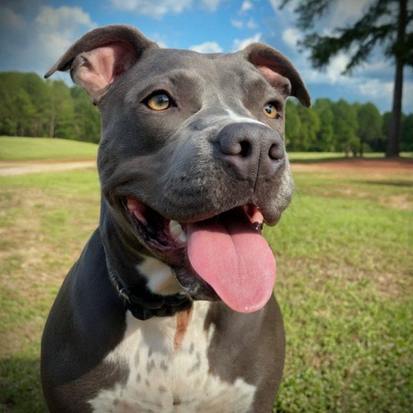 blue nose pitbull in Augusta, Georgia