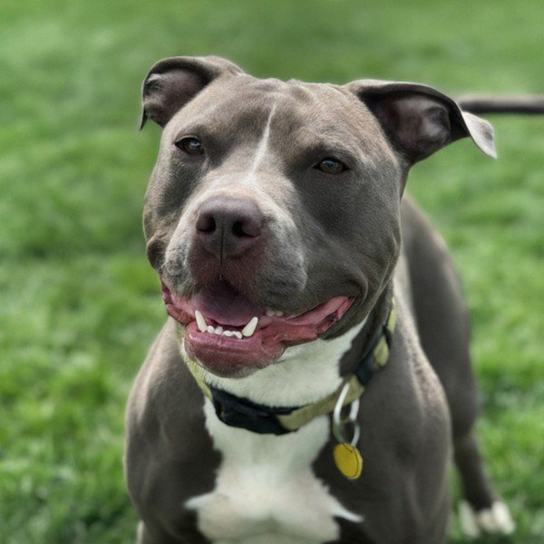 blue nose pitbull in Aurora, Colorado