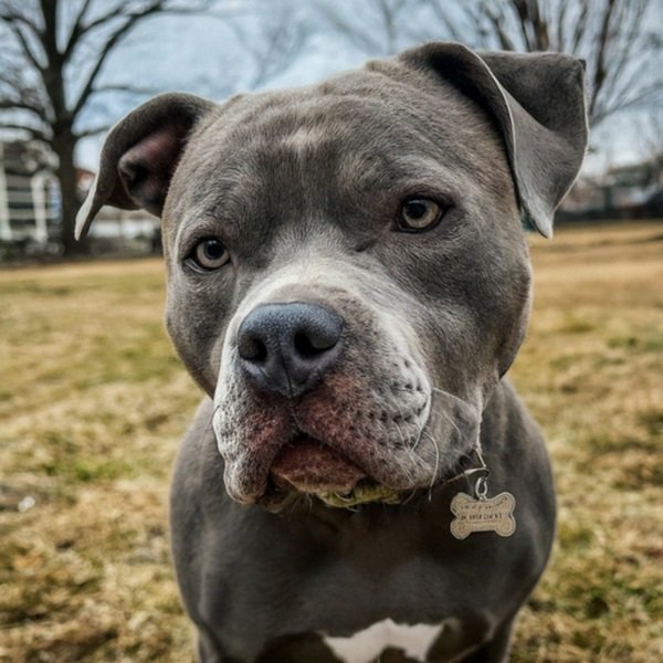 blue nose pitbull in Baltimore, Maryland