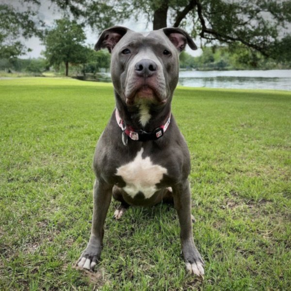blue nose pitbull in Baton Rouge, Louisiana