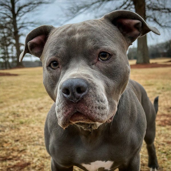blue nose pitbull in Birmingham, Alabama