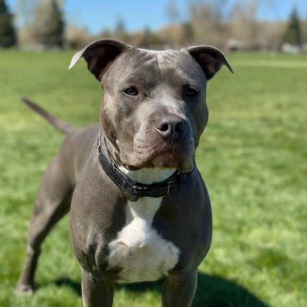 blue nose pitbull in Boise, Idaho