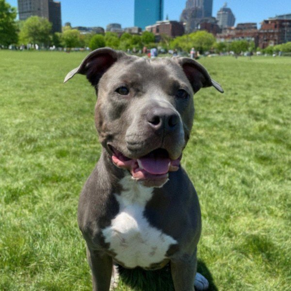 blue nose pitbull in Boston, Massachusetts