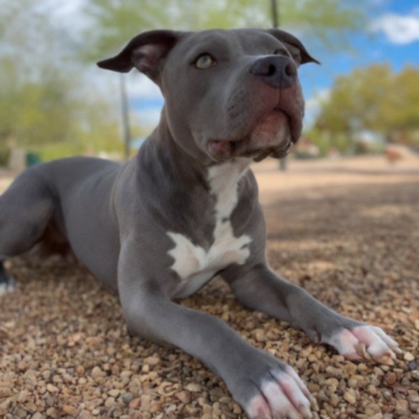 blue nose pitbull in Chandler, Arizona
