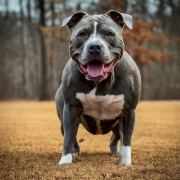 blue nose pitbull in Charlotte, North Carolina