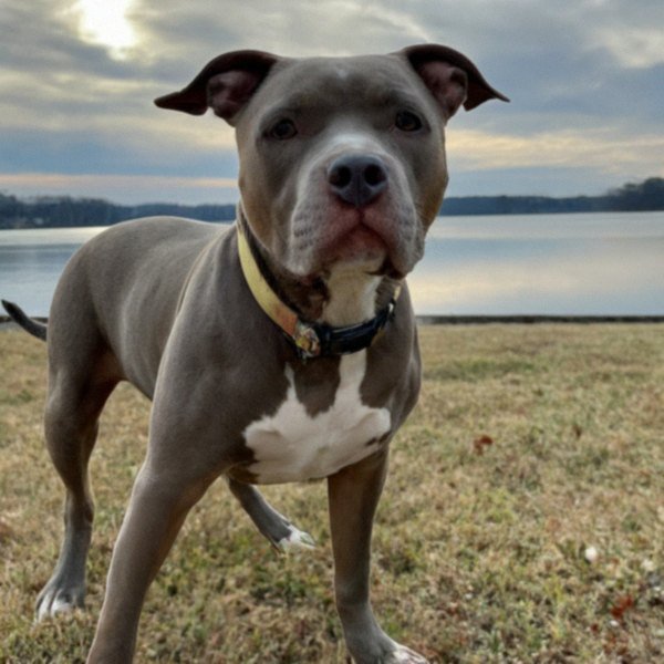 blue nose pitbull in Chesapeake, Virginia