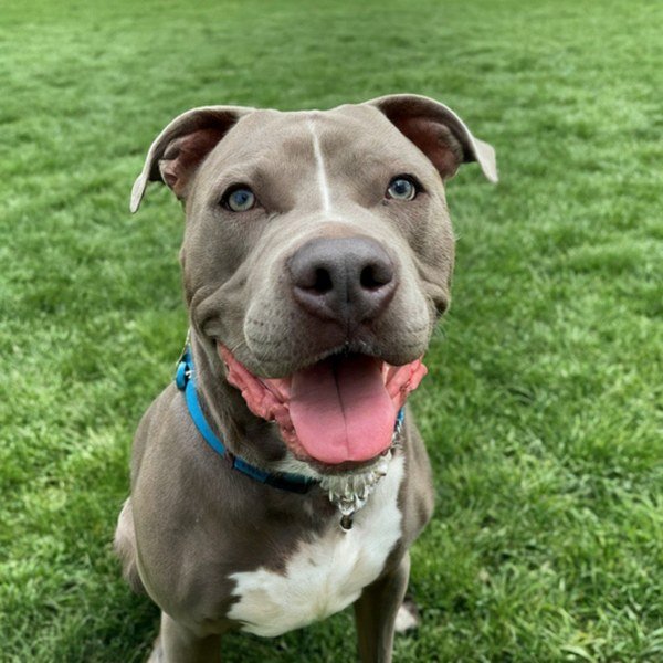 blue nose pitbull in Chicago, Illinois
