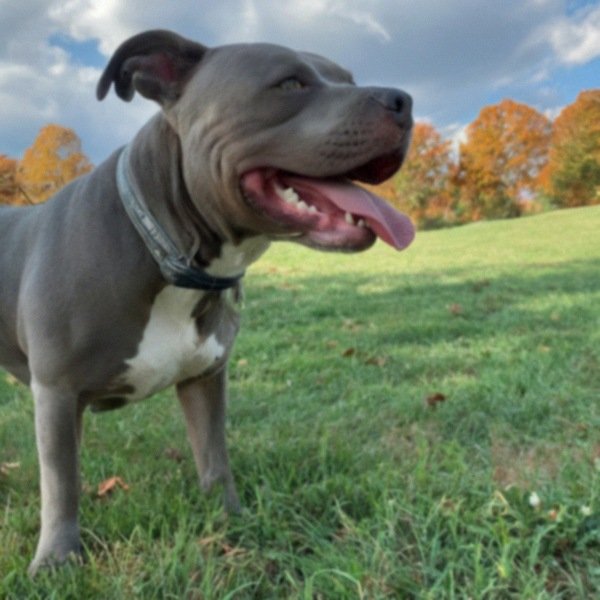 blue nose pitbull in Cincinnati, Ohio