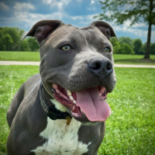 blue nose pitbull in Cleveland, Ohio
