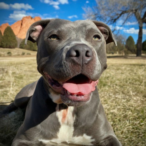 blue nose pitbull in Colorado Springs, Colorado