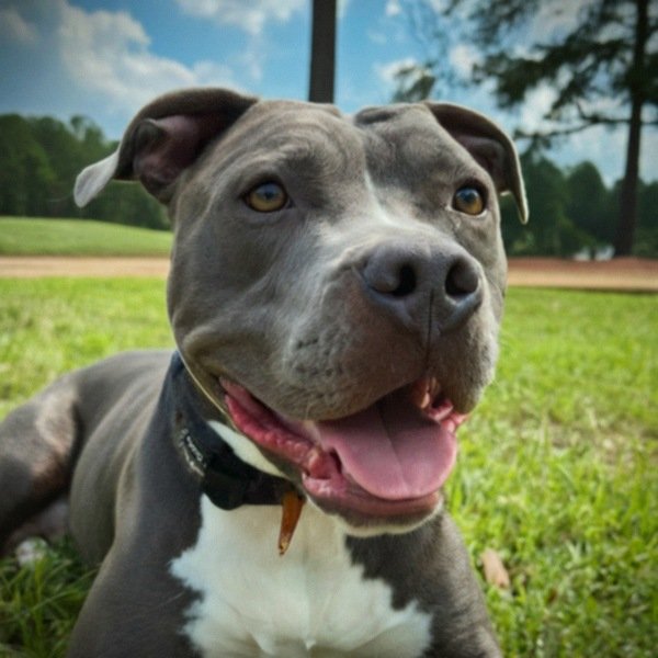 blue nose pitbull in Columbus, Georgia