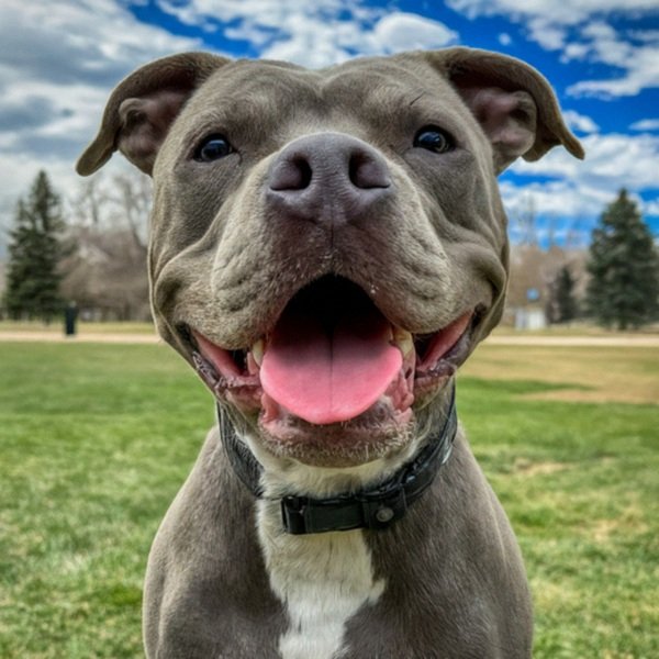 blue nose pitbull in Denver, Colorado