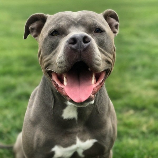 blue nose pitbull in Des Moines, Iowa