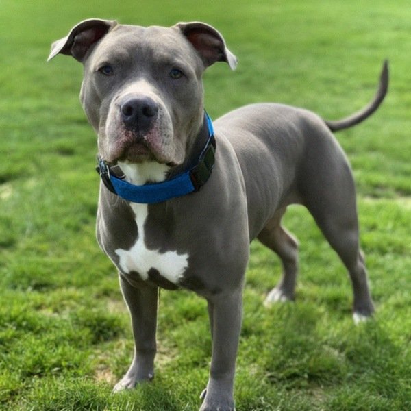 blue nose pitbull in Detroit, Michigan