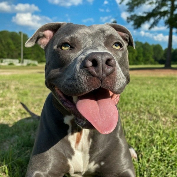 blue nose pitbull in Durham, North Carolina