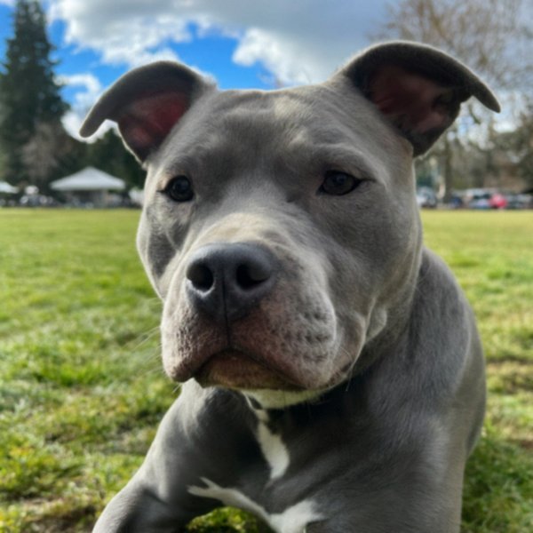 blue nose pitbull in Eugene, Oregon
