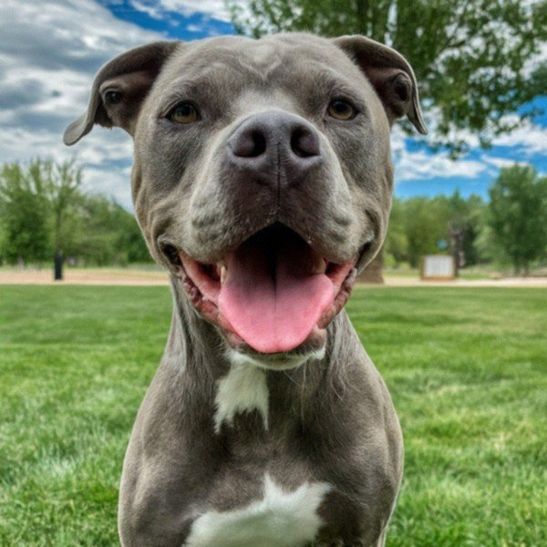 blue nose pitbull in Fort Collins, Colorado
