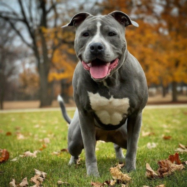 blue nose pitbull in Fort Wayne, Indiana