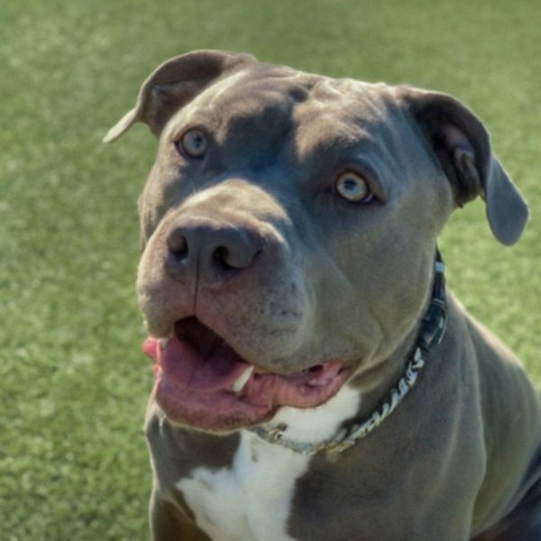 blue nose pitbull in Gilbert, Arizona